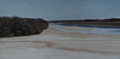 The Port River bordered by mangrove and samphire near West Lakes, 1960 (D. N. Kraehenbuehl)