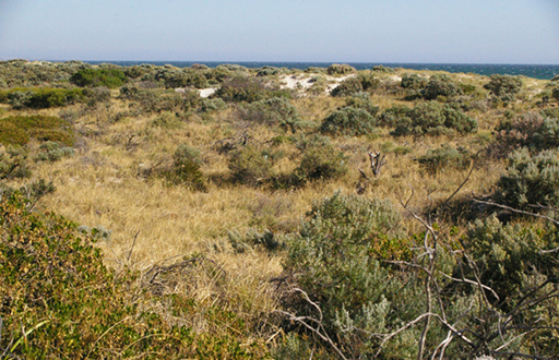 Tennyson Dunes (2), 2000s (Malone & Telfer) Tennyson Dunes (2), 2000s (Malone & Telfer)
