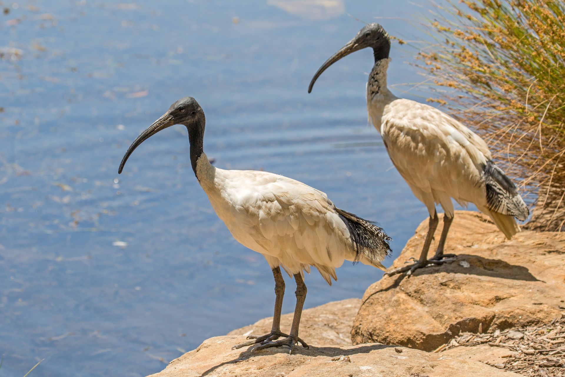 Ibis