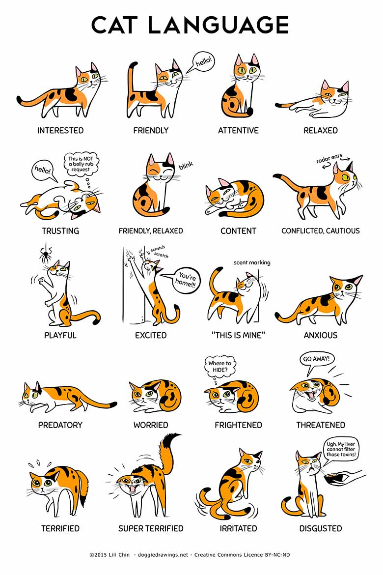 cat language