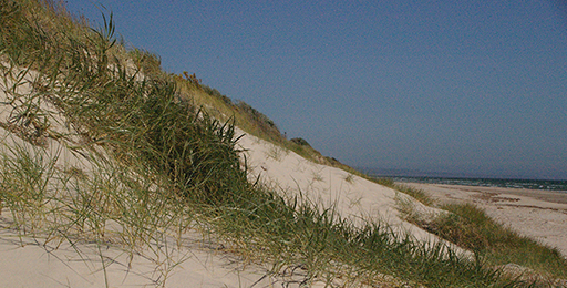 Tennyson Dunes (1), 2000s (Malone & Telfer) Tennyson Dunes (1), 2000s (Malone & Telfer)