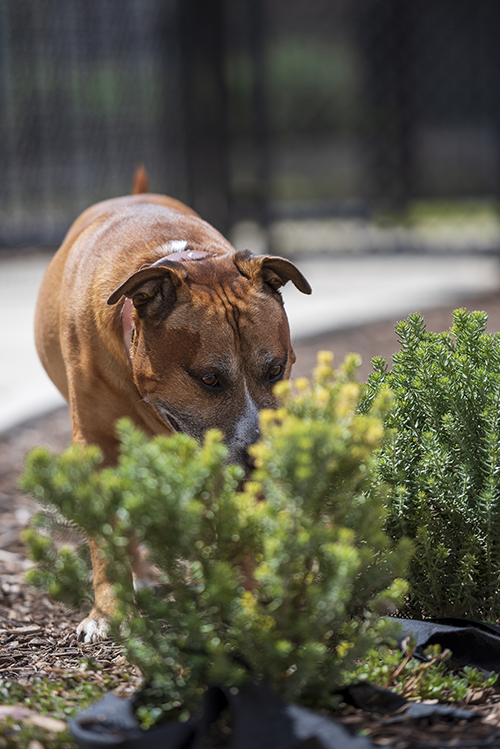 Dog Sniffing