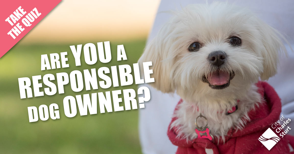 Responsible Dog Owner Quiz
