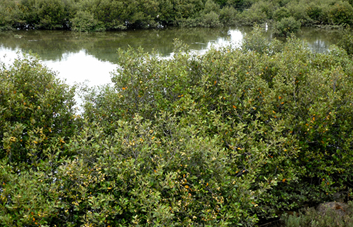 Mangroves, Upper Port Reach Malone & Telfer