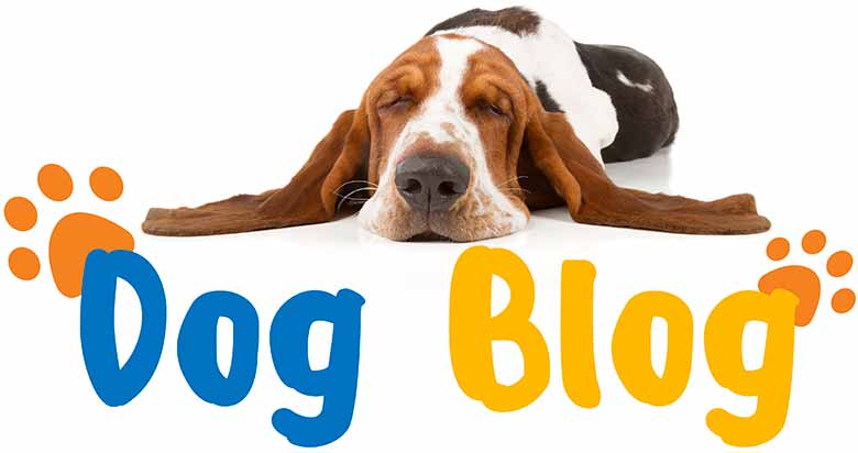dog-blog