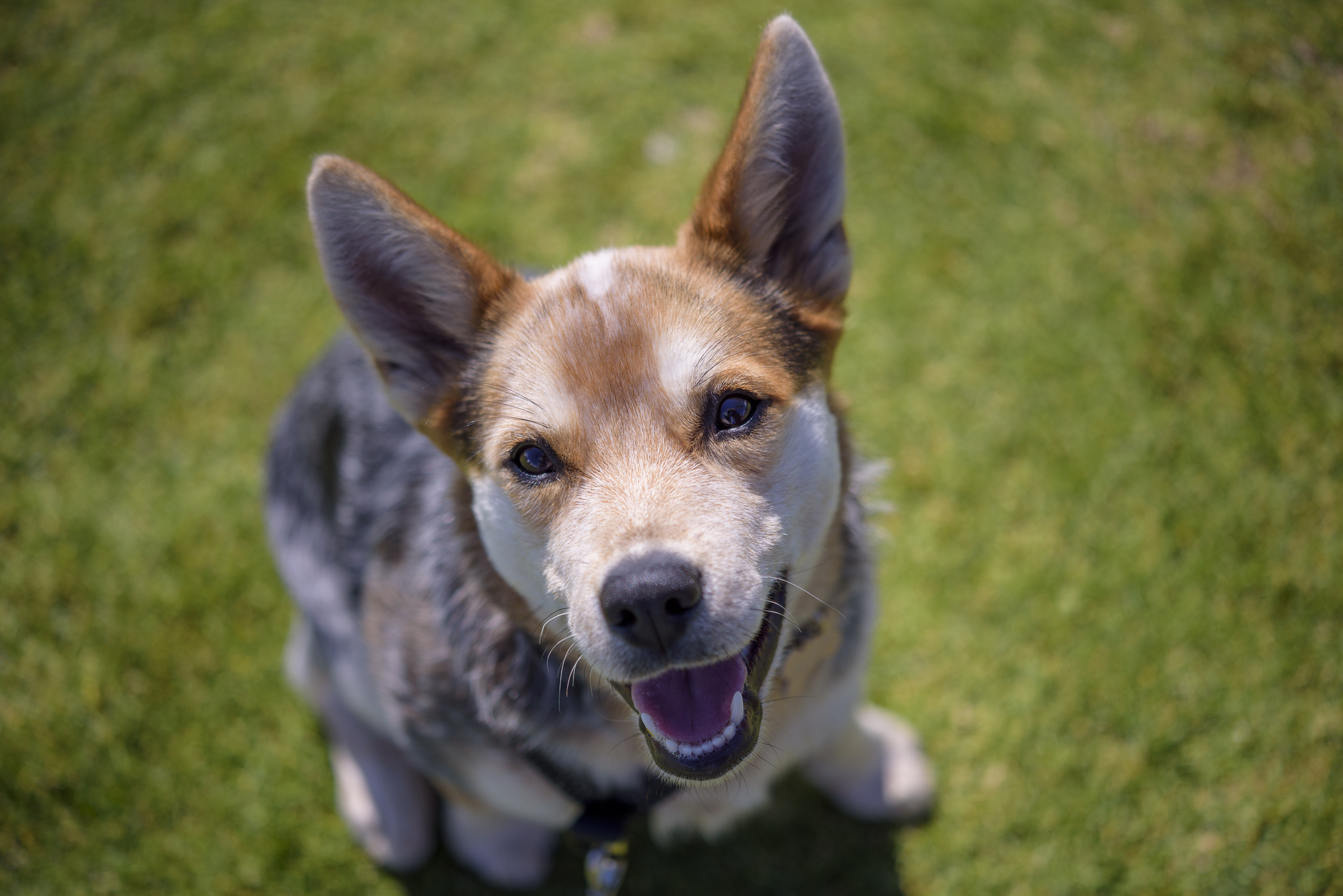 Dog at Doggy Day at the Beach 2021