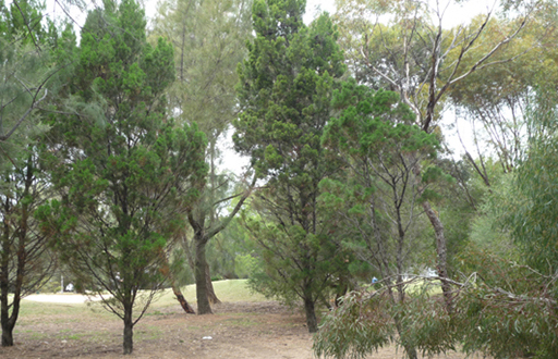 Narno Native Pine, Malone & Telfer Narno Native Pine, Malone & Telfer