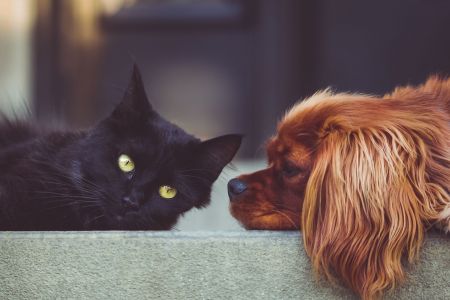 Cat and dog