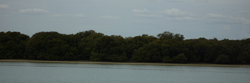 Mangrove lined shore, Lower Port River Malone & Telfer