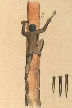 Native method of tree climbing, W. A. Cawthorne, 1855 (Mitchell Library)