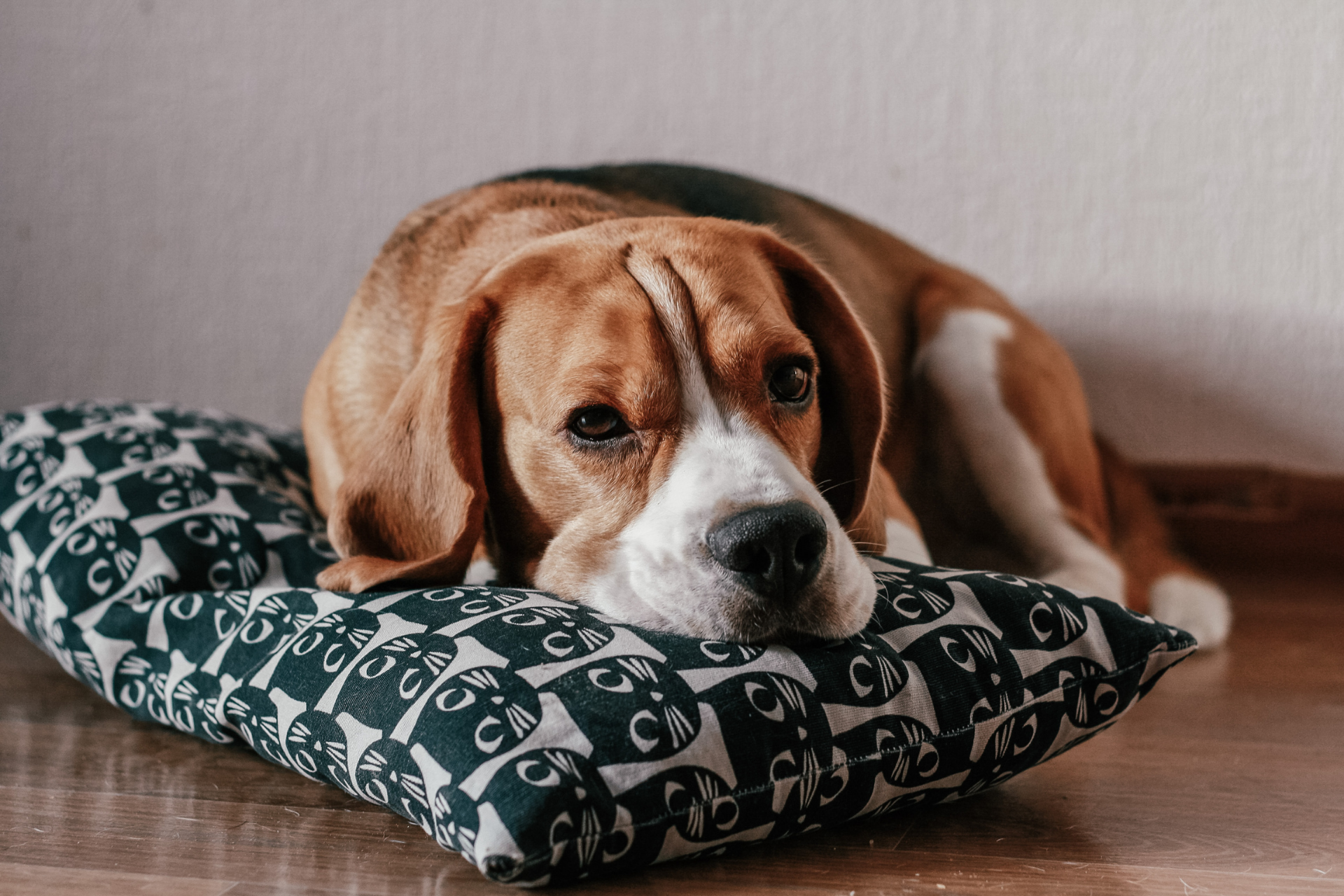 dog-bored