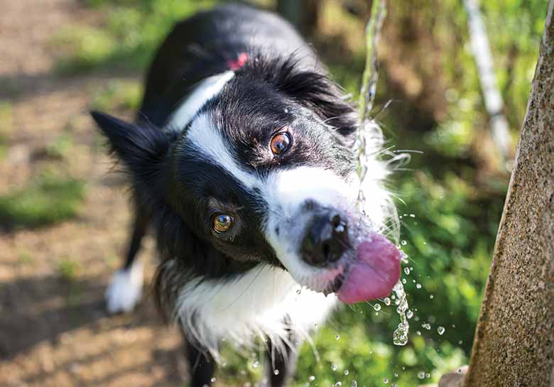heat stressed dogs