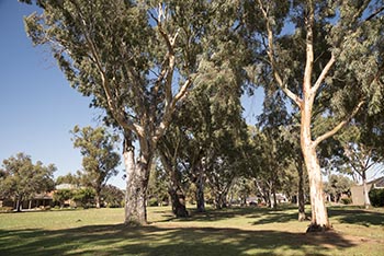 Significant Trees