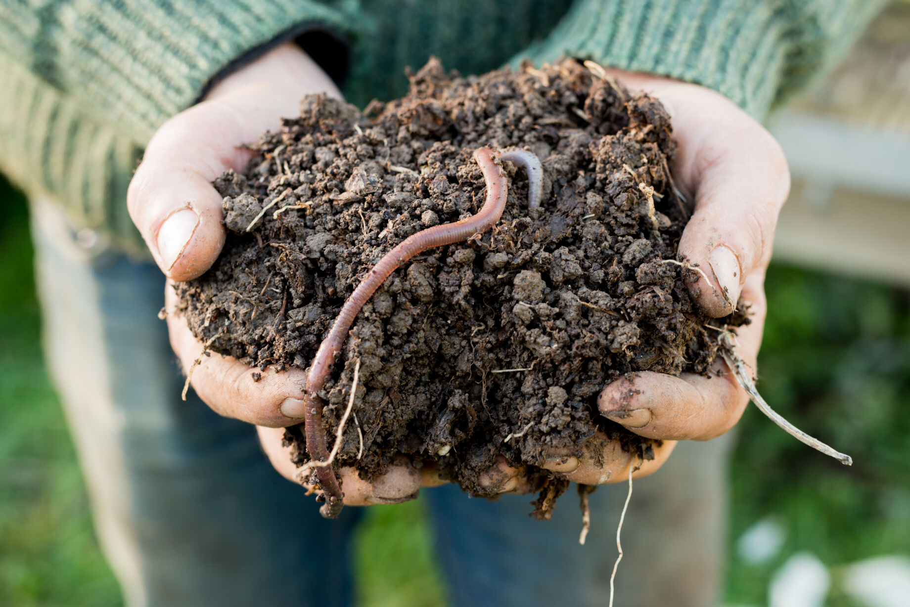 Compost Earth Worms