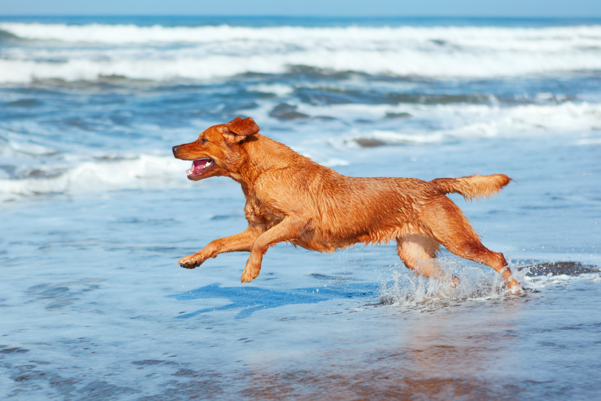 Dog Beach