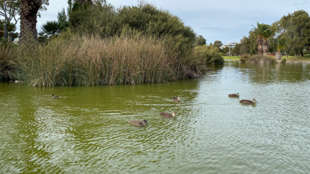 Freshwater Lake ducks banner